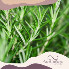 Aceite Esencial de Romero