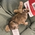 Juguete Gato Liebre Realista con Sonido