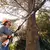 Podadora de altura STIHL a bateria HTA50 + BATERIA AK30 + CARGADOR AL 101 - casa neumann