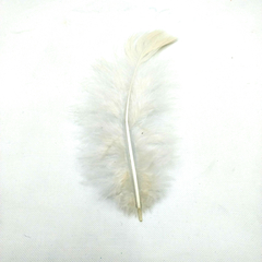 Plumas gallo chica en internet