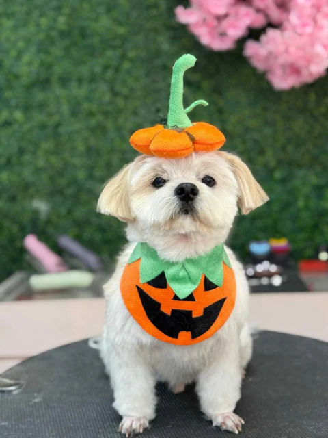 Conjunto Bandana mais Tiara de Abobora - comprar online