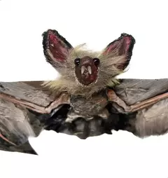 Colgante Murcielago Vampiro Decoracion Halloween en internet