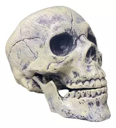 Cabeza Calavera Decoracion // Craneo Halloween