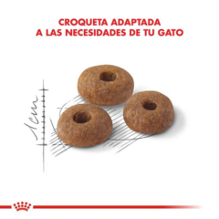 Royal Canin Gato Fit 32 X 15 Kg - Pipa Store