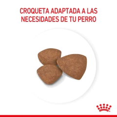 Royal Canin Perro Mini Puppy X 15 Kg - Pipa Store
