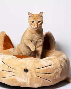 Camita Gatito en internet