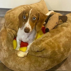 Camita Pancho en internet
