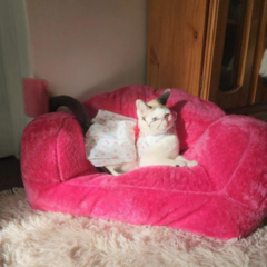 Mini Sofá