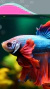 Peces