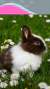 Pequeños Animales