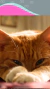 Gatos