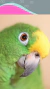 Aves