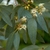 Imagem do Óleo Essencial de Eucalipto Citriodora (Corymbia citriodora) - 10mL