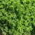 Óleo Essencial de Gerânio (Pelargonium graveolens) - 10mL - loja online