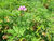 Hidrolato de Gerânio (Pelargonium graveolens) - 200mL - PROFUMATO ÓLEOS ESSENCIAIS LTDA