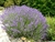 Hidrolato de Lavanda Francesa (Lavandula angustifolia) - 200mL - PROFUMATO ÓLEOS ESSENCIAIS LTDA