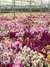 Fertilizante NPK Foliar Adubo para Orquídeas Concentrado 140ml - Jardim & Cultivo | The Gardener