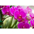 Fertilizante para Orquideas em pastilha - loja online