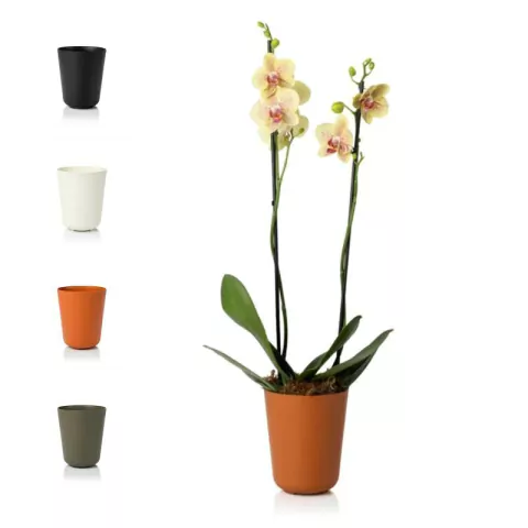 Vaso Cachepo para Orquideas - N5 Due