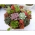 Substrato para suculentas e cactos 2kg - Jardim & Cultivo | The Gardener