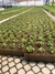 Espuma Fenolica Hidroponia 15 Placas 345 Células - loja online