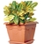 Vaso com Prato Floreira Mini Roma Terracota Cerâmica - comprar online