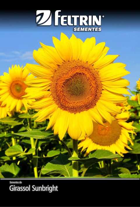 Semente de Girassol Sunbright 600mg