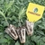Turfa De Esfagno 10 litros - Importada Substrato Cultivo Indoor plantas Jadinagem Pindstrup na internet