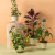 3 Tutor Suporte para Plantas Trepadeiras Metal Jaridm Vasos Decoração - Jardim & Cultivo | The Gardener
