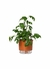 Vaso Autoirrigável Médio N03 16cm x 14cm