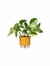 Vaso Autoirrigável Médio N03 16cm x 14cm - comprar online