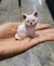 Incensario de gato