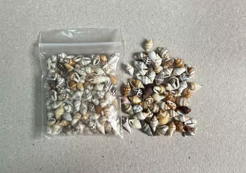Mini Conchas Naturais