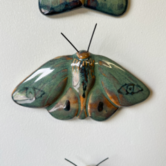 Mariposas Olhos na internet
