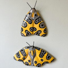 Mariposas Panterinhas na internet