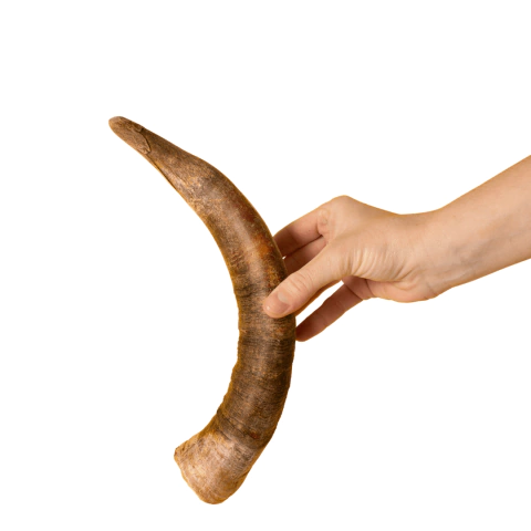 Chifre de boi, Chifre grande, Chifre bovino, Grande chifre, Chifre paparico