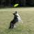 Frisbee Kong Reflex Glide - 1 und - comprar online