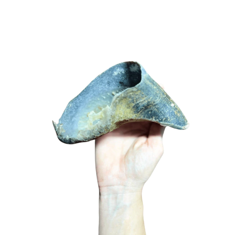 casco de bufalo, casco bufalo, bufalo casco, bufalo paparico, casco paparico