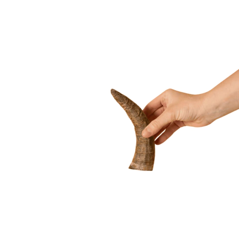 Chifre de boi pequeno, Chifre bovino, Chifre de boi, Chifre de boi desidratado, Chifre paparico, Chifre pequeno de boi