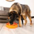 Comedouto lento Kong Mealtime, Comprar comedouro com tapete de lamber kong, Kong Mealtime, Comedouro lento laranja