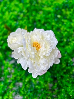 FLOR PEONIA DECORATIVA EXTERIOR XU 943 - comprar online