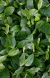 Matcha 38% / Branco Selvagem - comprar online