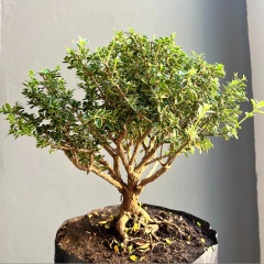 SERISSA JAPONICA (COD. 01) - Bonsai Sandro