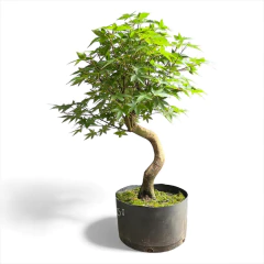 PREBONSAI ACER PALMATUM YAMAMOMIJI - (Cod. 3) - comprar online