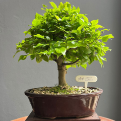 Bonsái Celtis Sinensis N°5