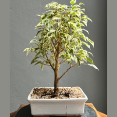 Bonsái Ficus Variegado N°5 (Cód. 01) - comprar online