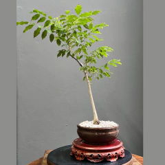 BONSÁI GLICINA N°5 - comprar online