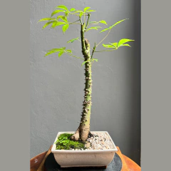 BONSAI PALO BORRACHO N°6 (COD. 02) - comprar online