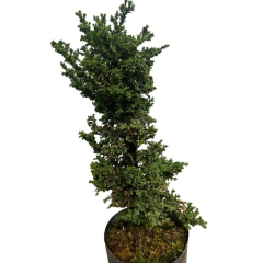 PREBONSAI CRYPTOMERIA JAPONICA (Cod. 0140) en internet