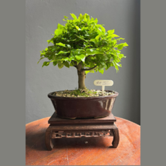 Bonsái Celtis Sinensis N°5 - comprar online